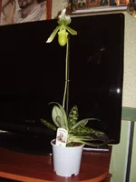 P2250219.webp