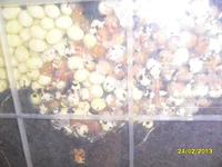 SAM_4491.webp