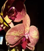 20130226_080702.webp