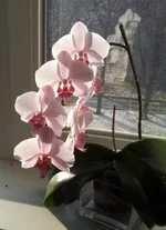 20130224_153811-1.jpg