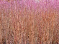 Underbrush.webp