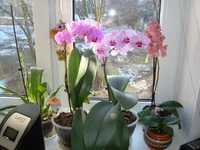 DSC03526.webp