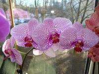 DSC03528.webp