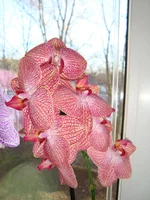 DSC03529.webp