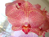 DSC03531.webp