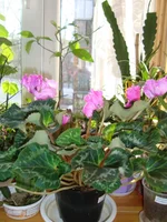 DSC03534.webp