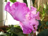 DSC03535.webp