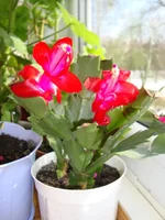 DSC03512.webp