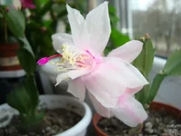  белая с розовой серединой.webp