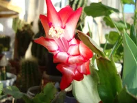  алая с белой серединой.webp