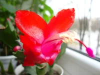  алая с розовой серединой.webp