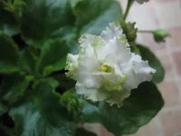 irish flirt.webp