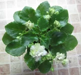 irish flirt 1.webp