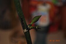 DSC_0177.jpg