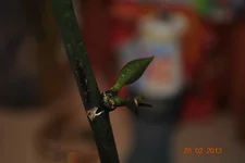 DSC_0177.webp