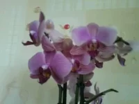 0090.webp
