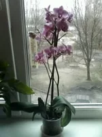 0091.webp