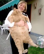 fat-cat.webp