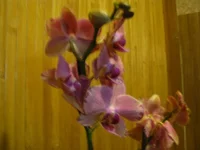 IMG_2936.webp