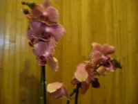 IMG_2938.webp