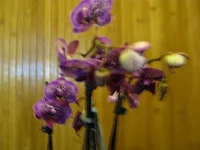 IMG_2942.webp
