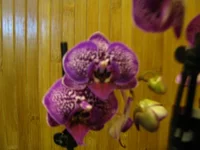 IMG_2943.webp