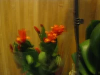 IMG_2946.webp