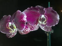 03032013738.webp