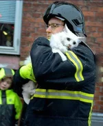 rescue_cat.jpg