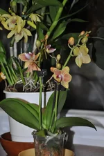 DSC_9123.jpg