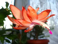  оранжевая с белой серединой.webp