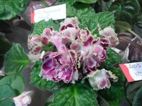 17.webp