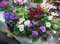 15.webp