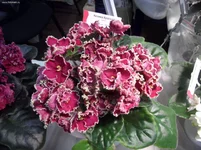 28.webp