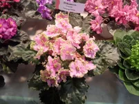 90.webp