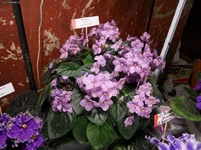 88.webp