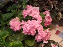 65.webp