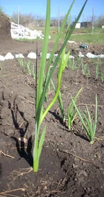 ОГ 1.webp ОГ 1.webp