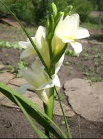 ОГ 2.webp ОГ 2.webp