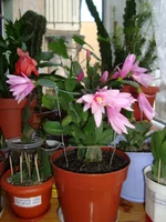 DSC03567.webp