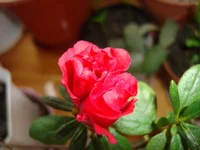 DSC03572.webp