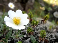 Flower.webp