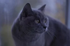 AJ0VOiY2KT0.webp
