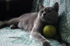 кошка.webp
