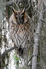 Asio otus priv.webp