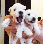 2013-03-09_11.webp