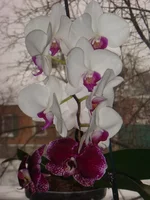 DSC03100.JPG