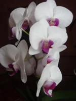DSC03124.JPG