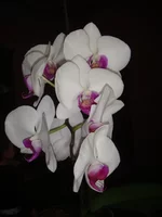 DSC03128.JPG