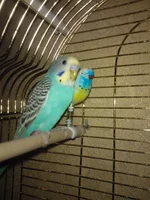 WP_000376.webp